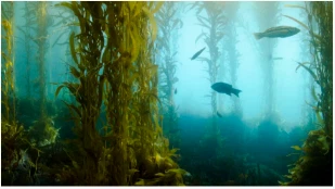 Kelp Biofuel voi pian tehostaa autojamme ja lentokoneitamme