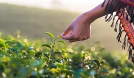 CropLife India hakee 5 vuoden tietosuojaa, varoittaa kaventuvista vaihtoehdoista